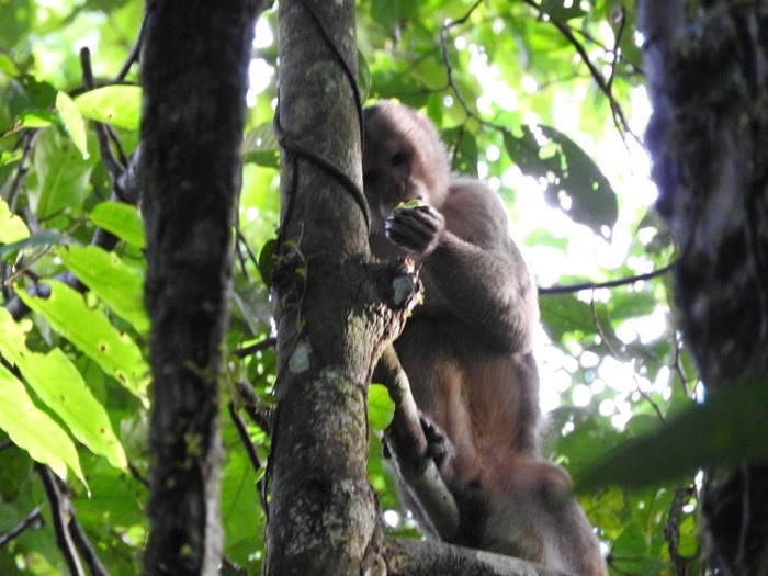 monkey