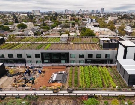 Rooftop Medicine Farm